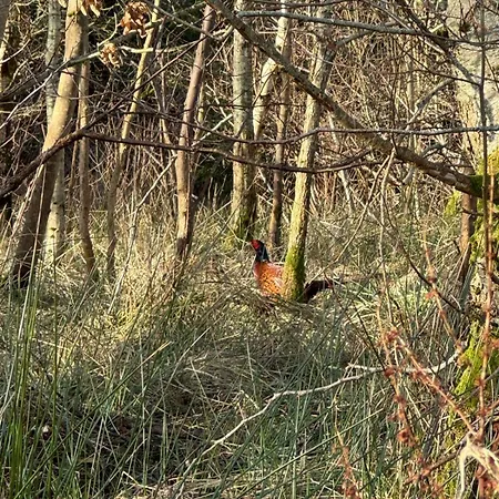 Sycamore - 2 Bedrooms - Sleeps 4 Feriehus